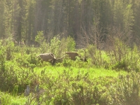 Elk in the Meadow